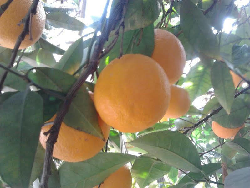 Alojamiento Rural El Valle Dúrcal Eksteriør billede